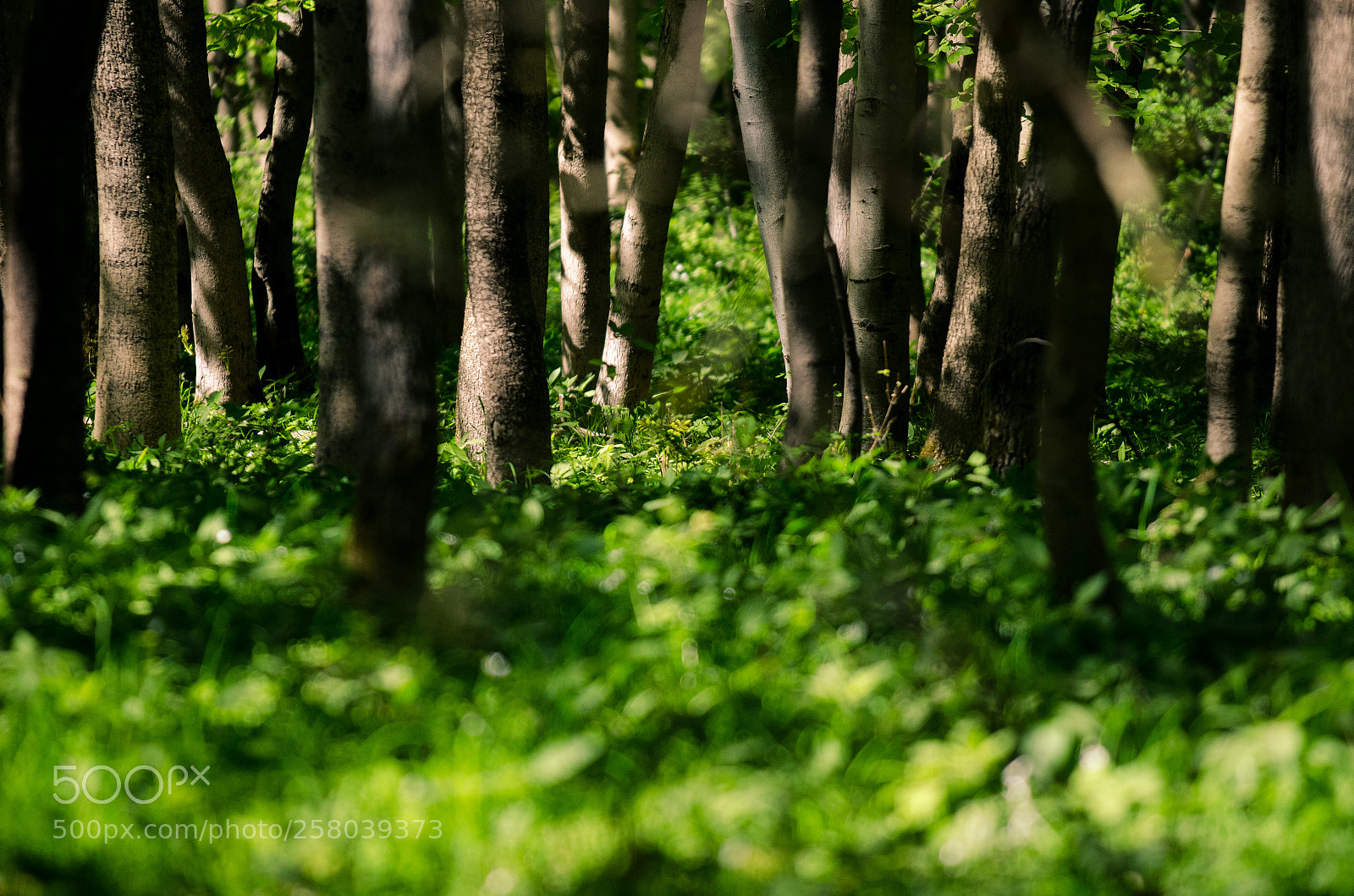 Nikon D7000 sample photo. Between trees photography
