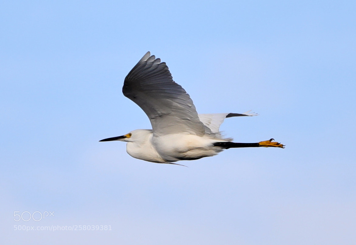 Canon EOS-1D X Mark II sample photo. 05-15-18-0017732.jpg photography