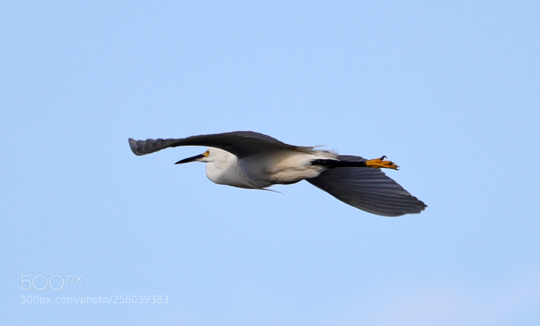 Canon EOS-1D X Mark II sample photo. 05-15-18-0017731.jpg photography