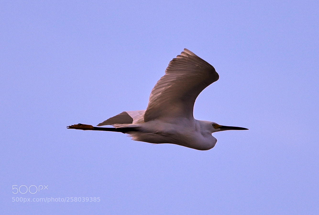 Canon EOS-1D X Mark II sample photo. 05-15-18-0017730.jpg photography