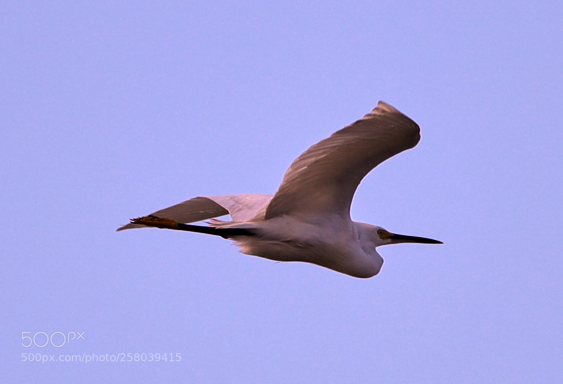 Canon EOS-1D X Mark II sample photo. 05-15-18-0017729.jpg photography