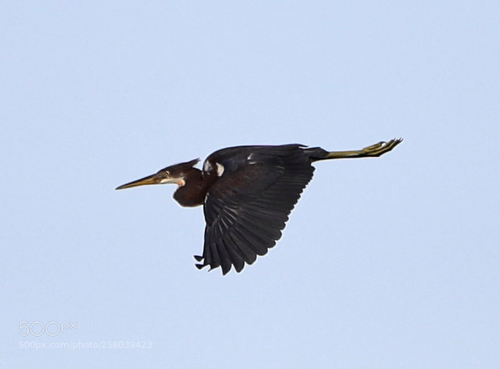 Canon EOS-1D X Mark II sample photo. 05-15-18-0017726.jpg photography