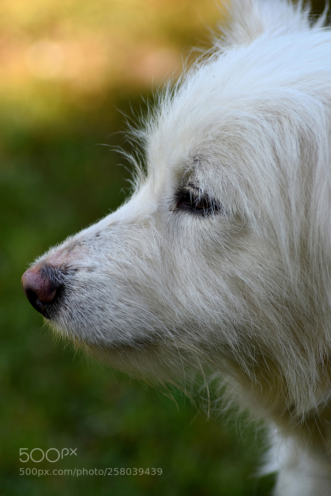 Nikon D3300 sample photo. Quiet photography