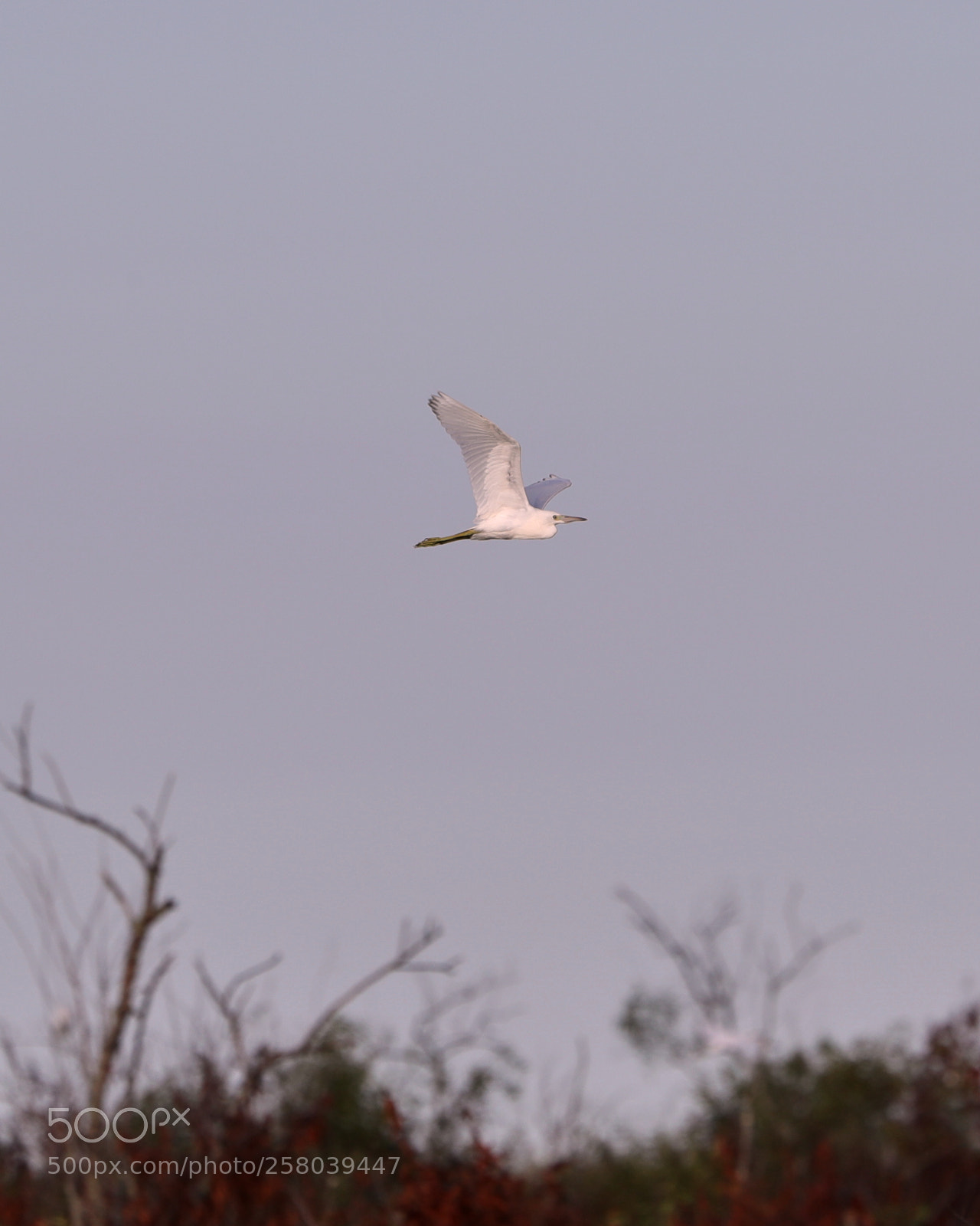 Canon EOS-1D X Mark II sample photo. 05-15-18-0017723 1.jpg photography