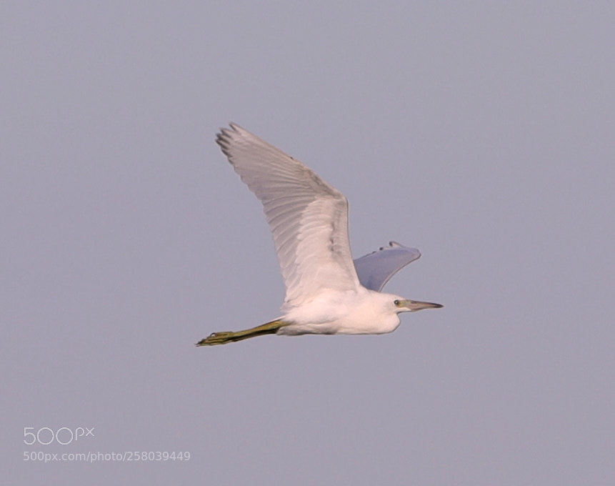 Canon EOS-1D X Mark II sample photo. 05-15-18-0017723.jpg photography
