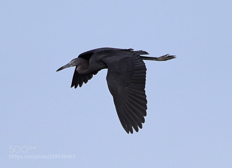 Canon EOS-1D X Mark II sample photo. 05-15-18-0017720.jpg photography