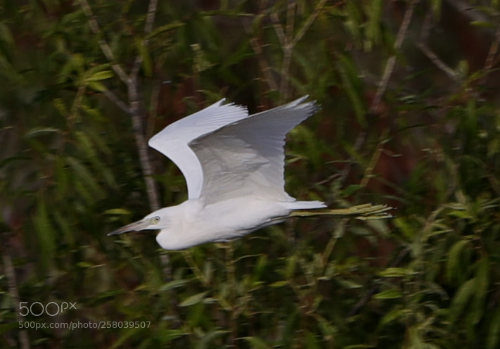 Canon EOS-1D X Mark II sample photo. 05-15-18-0017719.jpg photography