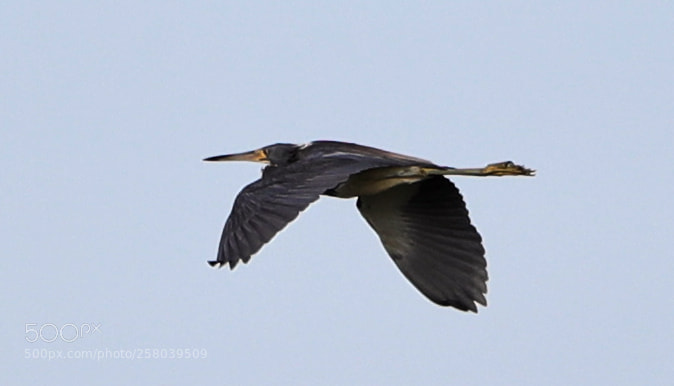 Canon EOS-1D X Mark II sample photo. 05-15-18-0017717.jpg photography