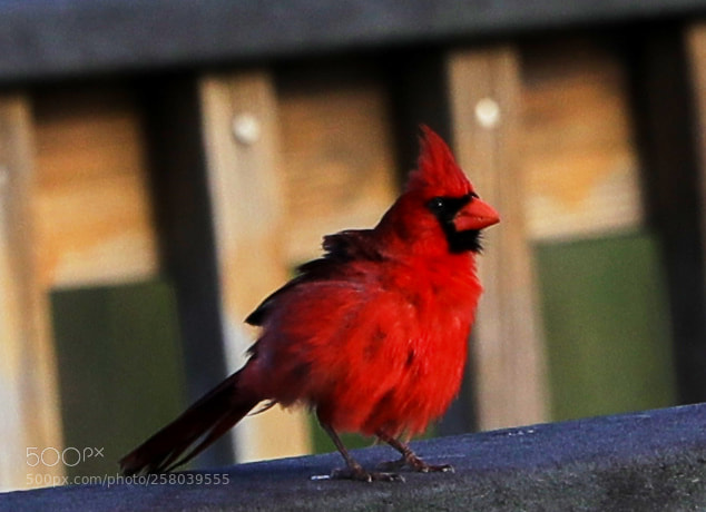 Canon EOS-1D X Mark II sample photo. 05-15-18-0017713.jpg photography