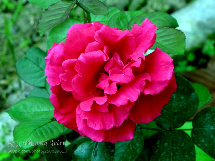 Canon PowerShot SX10 IS sample photo. Roz 11 photography