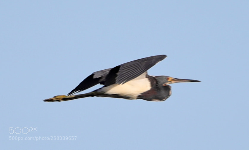 Canon EOS-1D X Mark II sample photo. 05-15-18-0017764.jpg photography