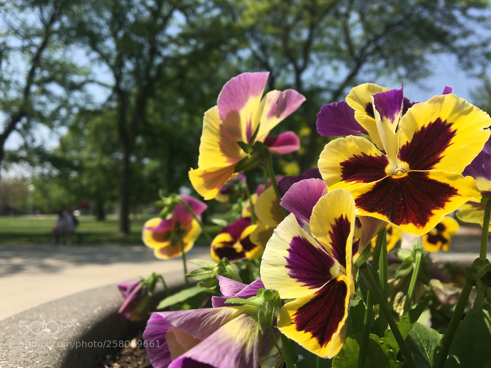 Apple iPhone 6s sample photo. ☀️☀️ photography