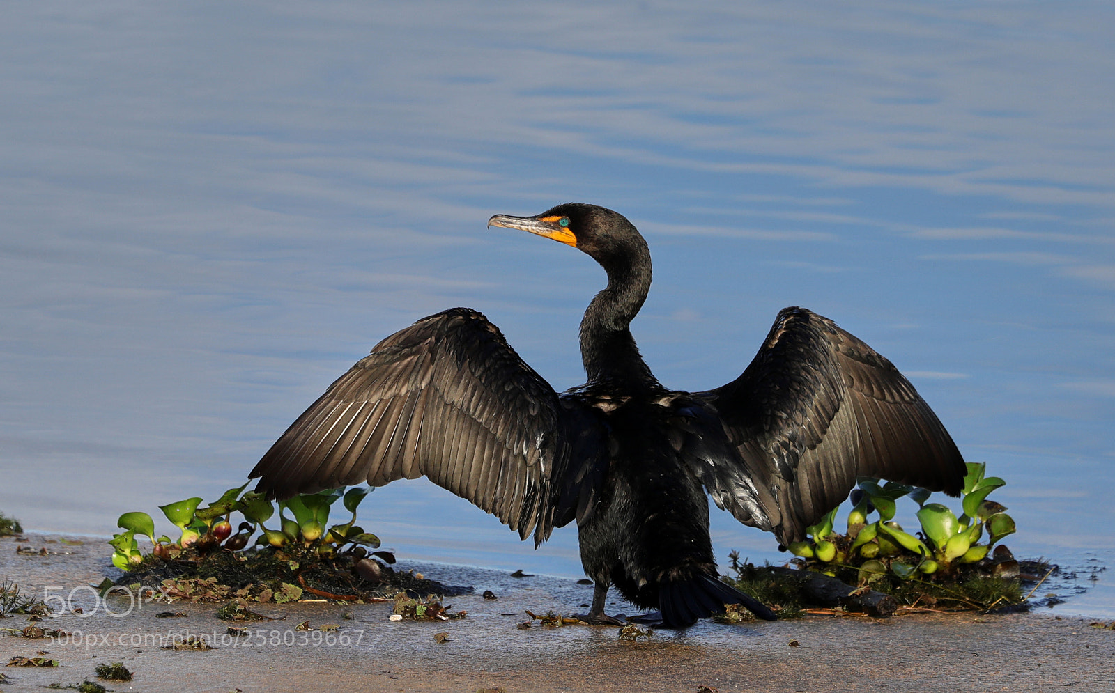 Canon EOS-1D X Mark II sample photo. 05-15-18-0017763.jpg photography