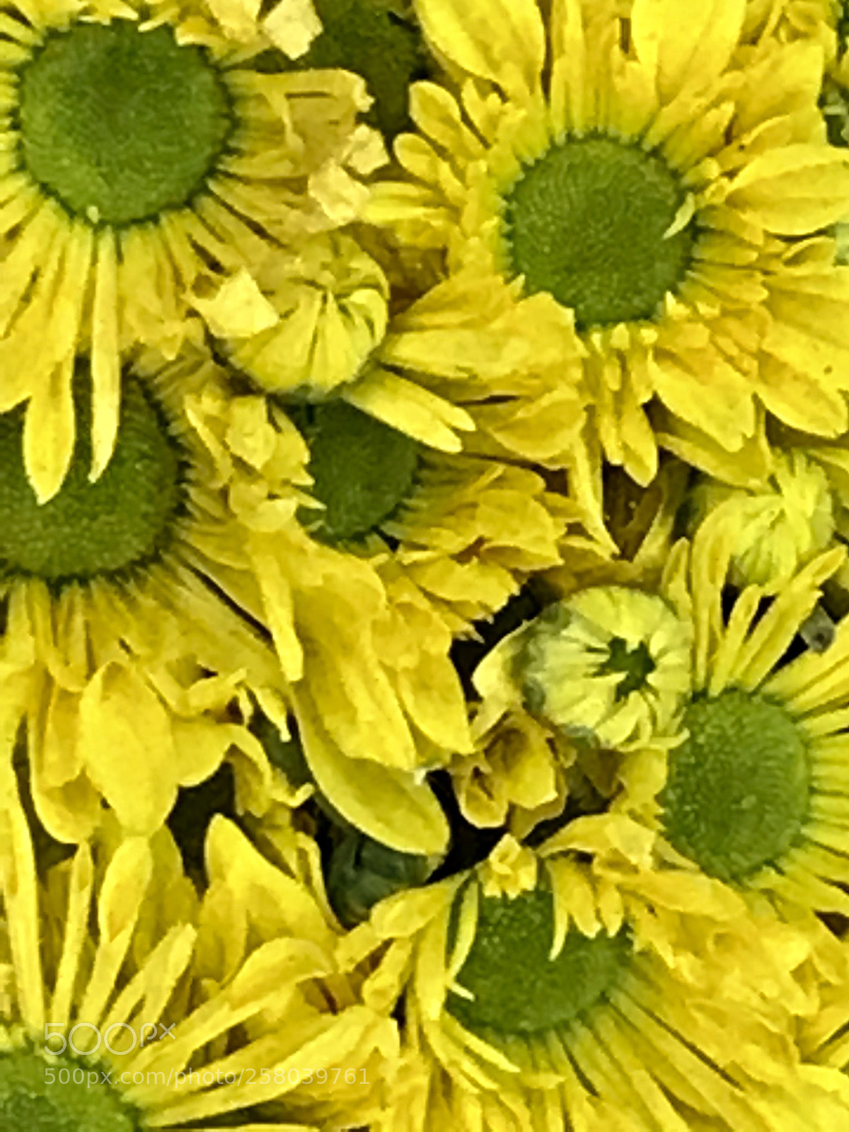 Apple iPhone 7 Plus sample photo. Colors photography