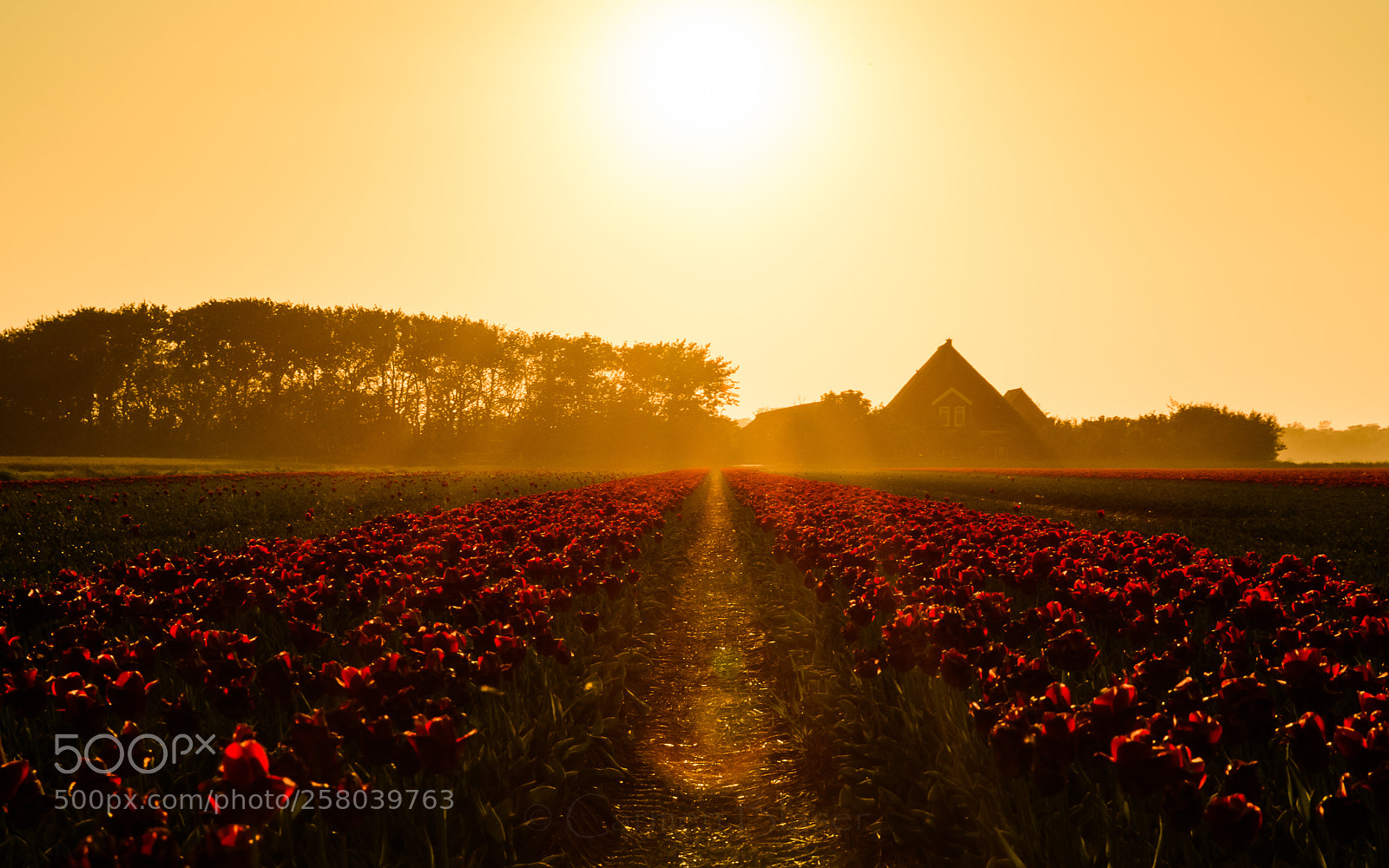 Nikon D500 sample photo. Evening sun in dutch photography