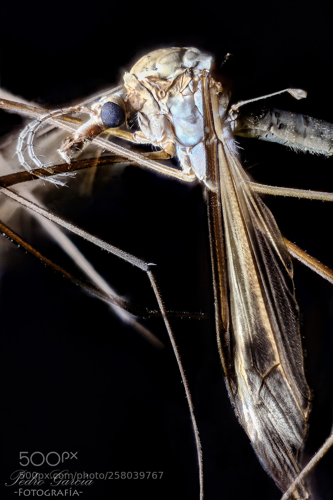 Nikon D3100 sample photo. Tipulidae photography