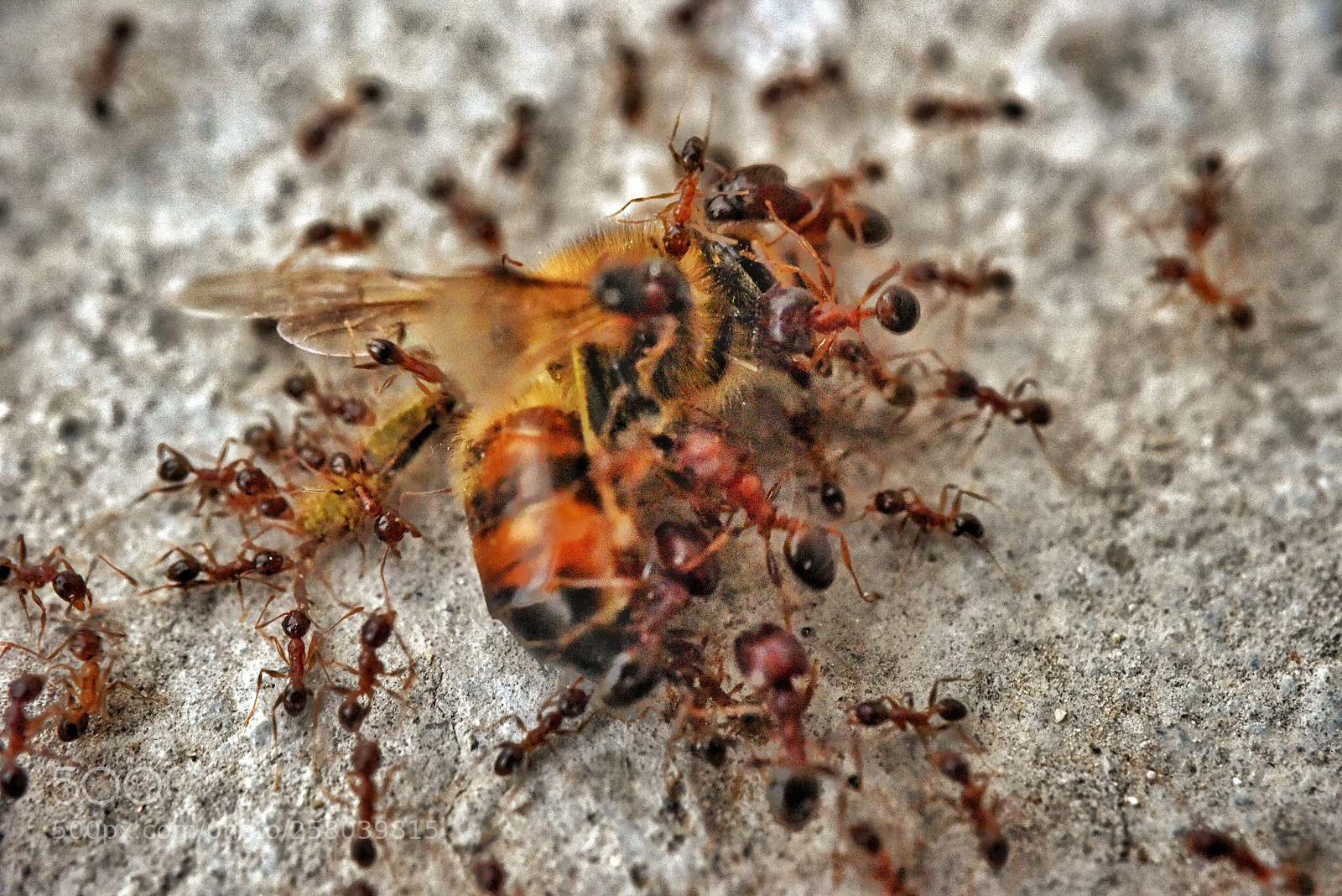 Nikon D810 sample photo. After death photography