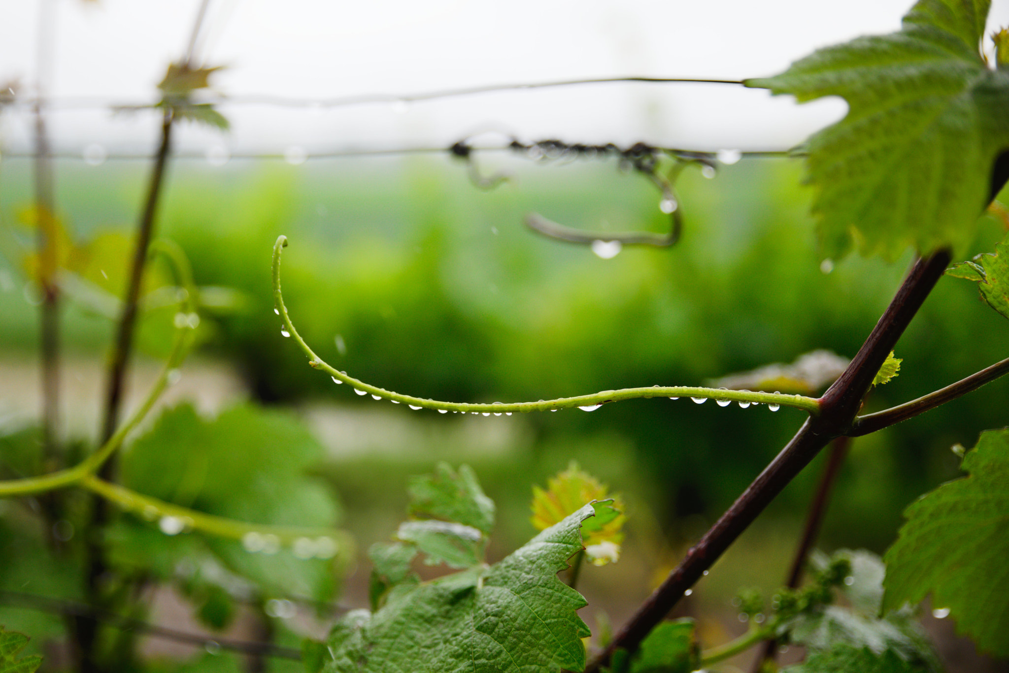 Nikon D610 + Tamron SP 24-70mm F2.8 Di VC USD sample photo. Rainy days photography