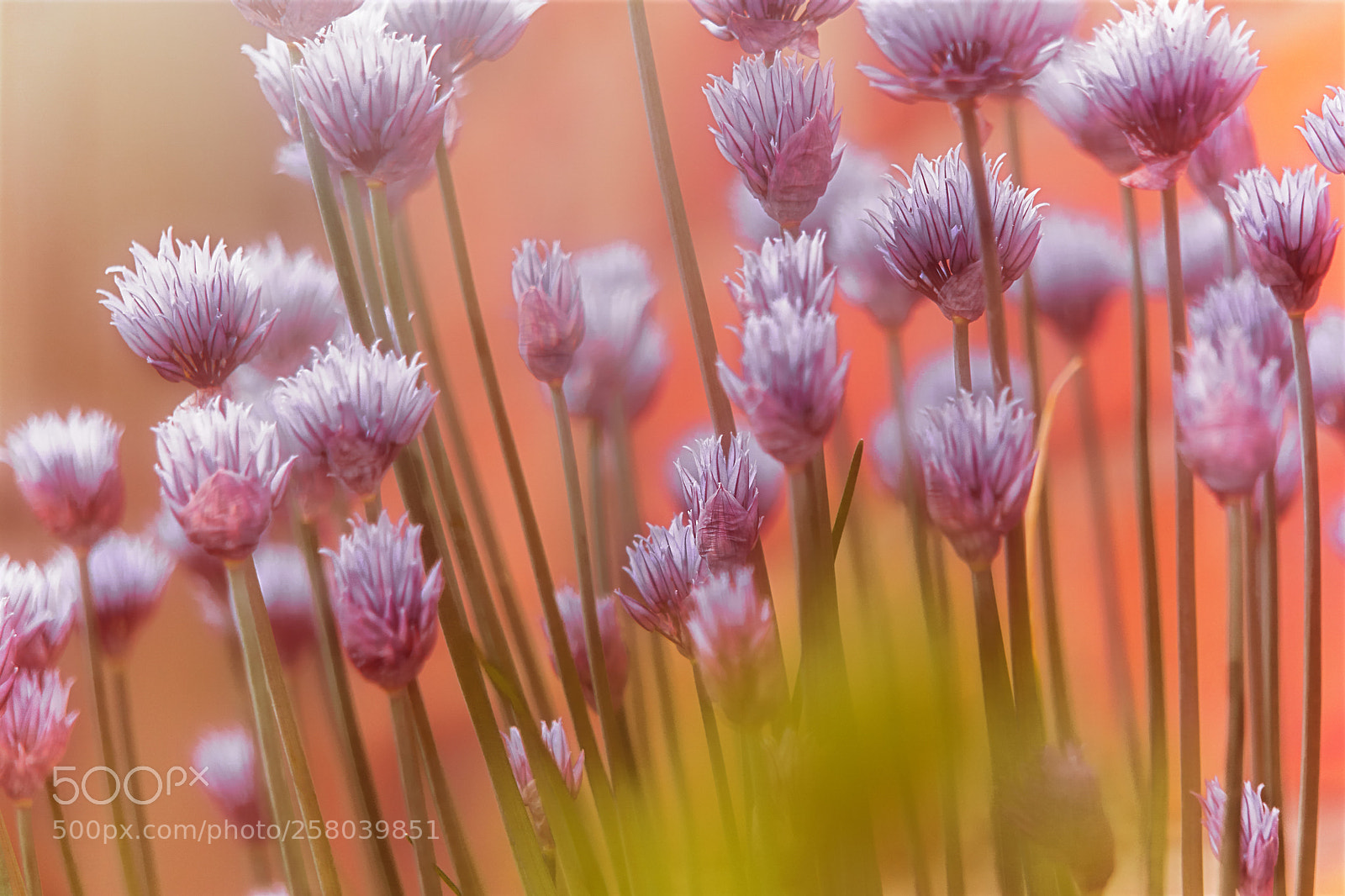 Sony a6000 sample photo. Chives in bloom photography