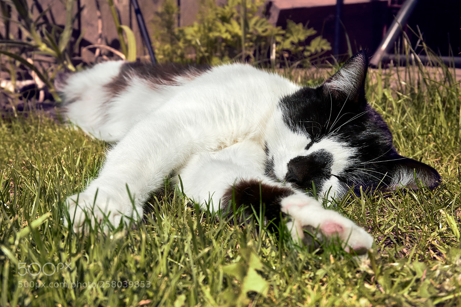 Sony a6000 sample photo. Sleepy tinks photography