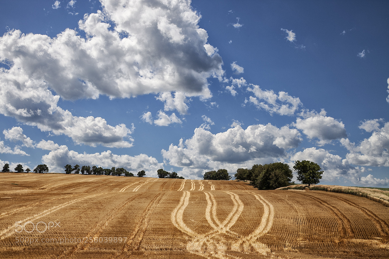 Canon EOS 5D Mark II sample photo. Wheat harvest photography