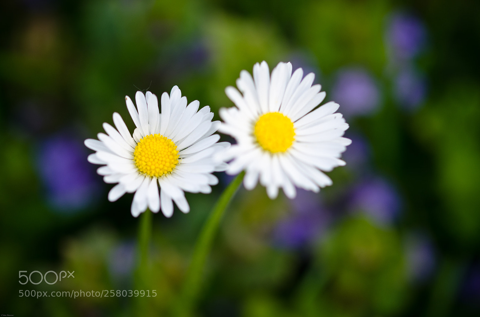 Nikon D7000 sample photo. Gänseblümchen photography