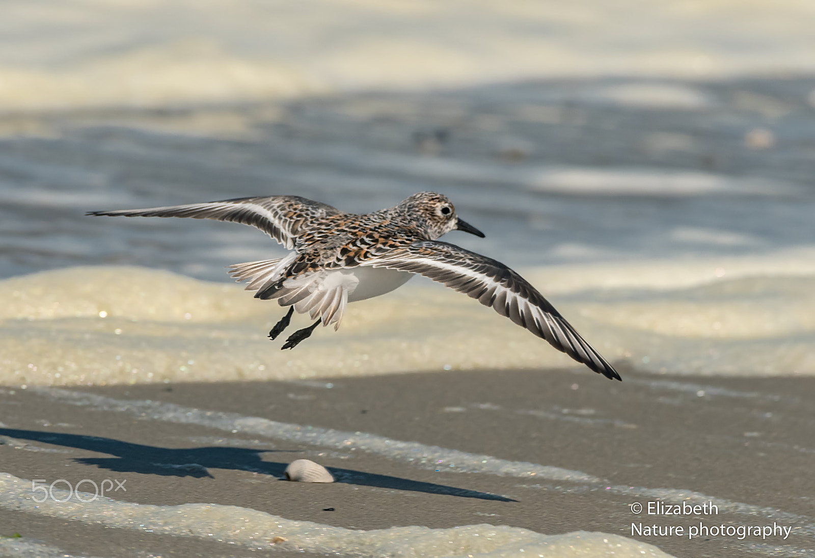 Nikon AF-S Nikkor 200-500mm F5.6E ED VR sample photo. Sanderling on the wings photography