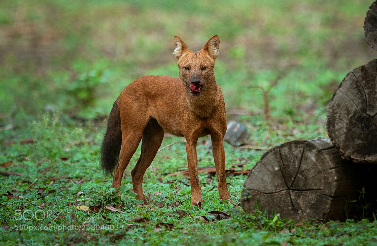 Nikon D300S sample photo. Wild dog - tasting photography