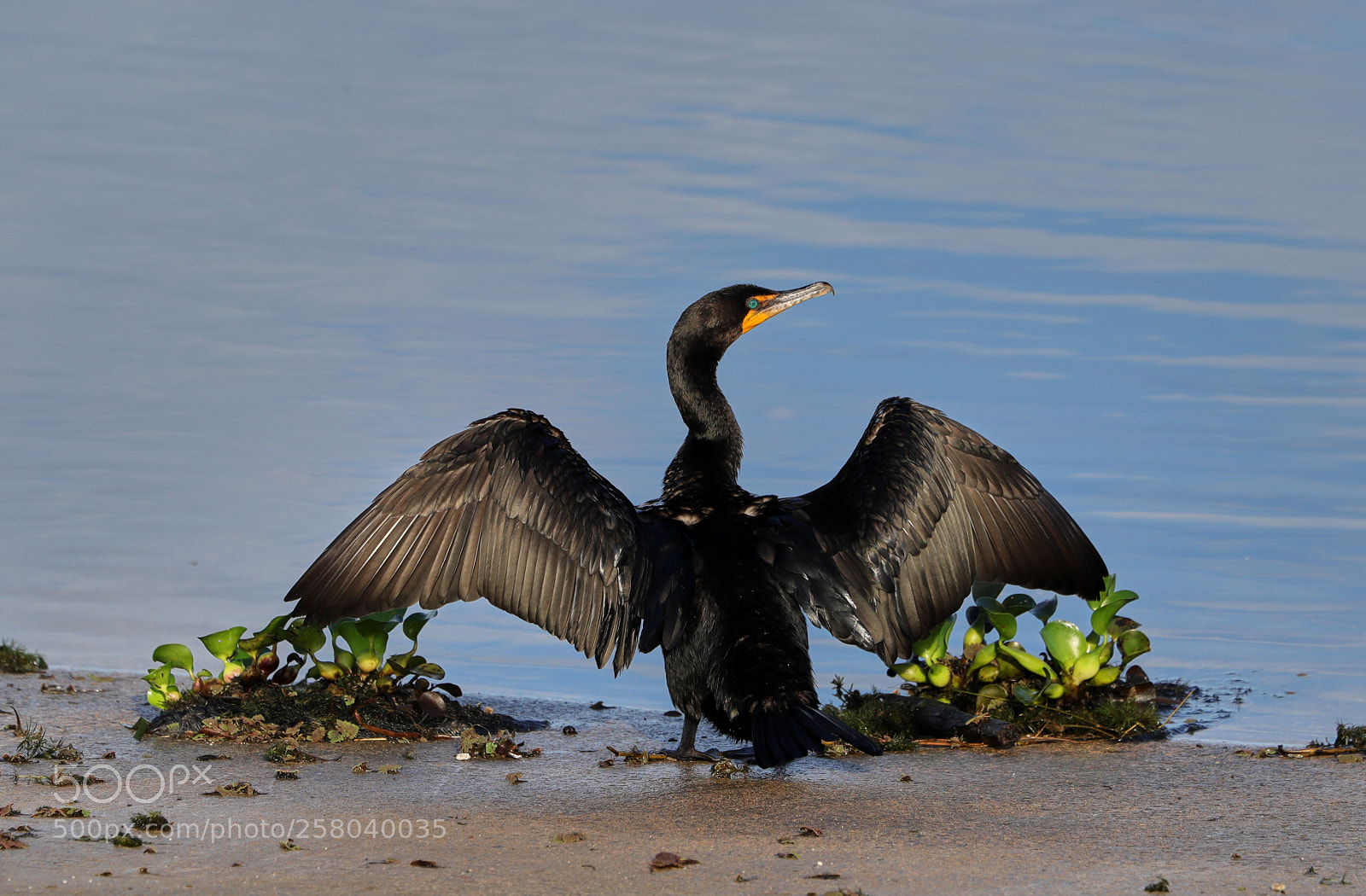 Canon EOS-1D X Mark II sample photo. 05-15-18-0017762.jpg photography