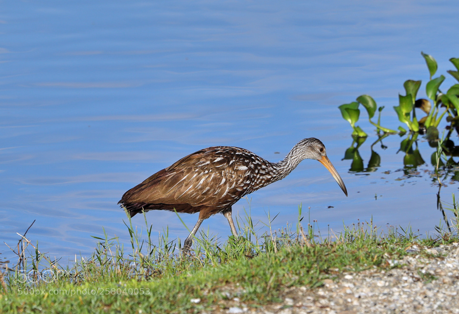 Canon EOS-1D X Mark II sample photo. 05-15-18-0017761.jpg photography
