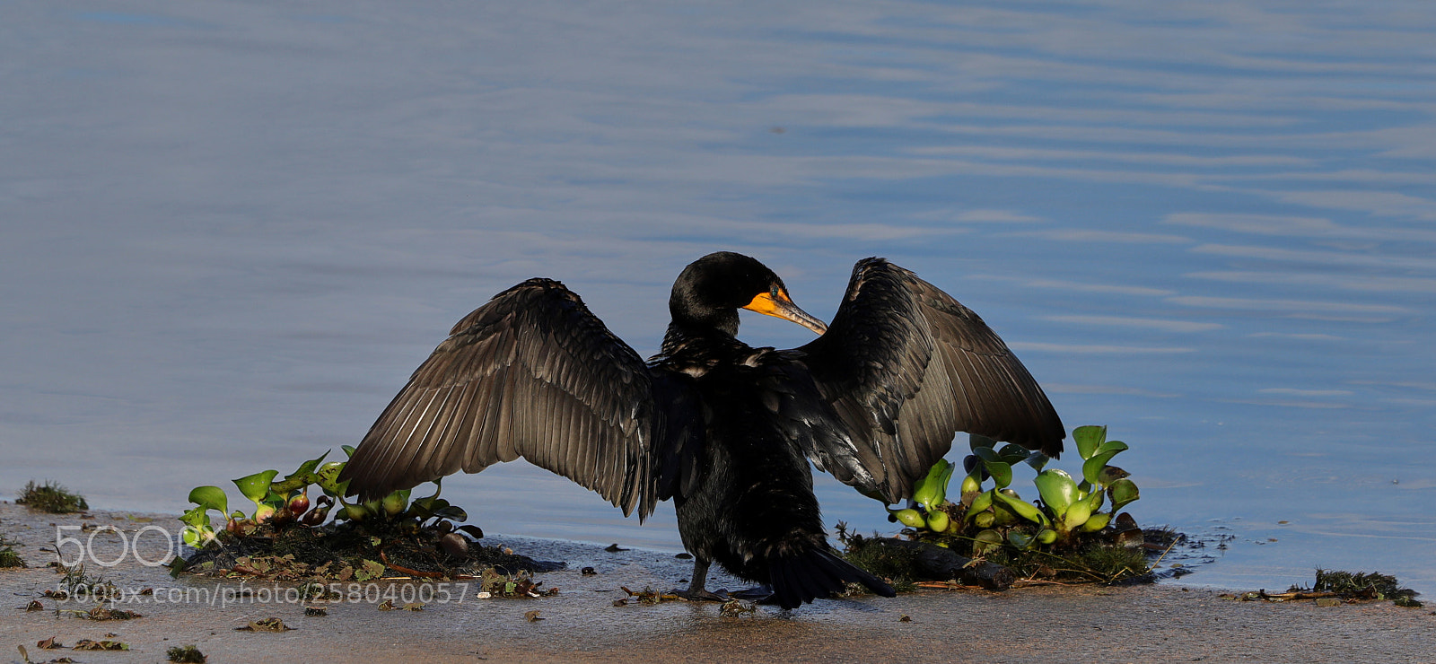 Canon EOS-1D X Mark II sample photo. 05-15-18-0017759.jpg photography