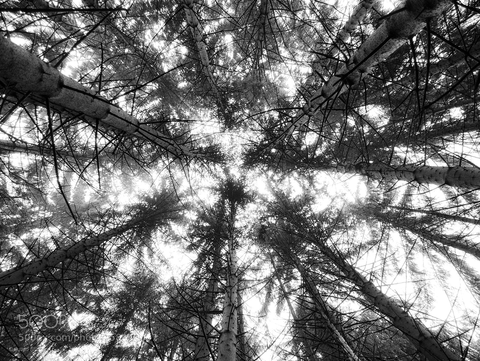 Panasonic Lumix DMC-G7 sample photo. Étoile des arbres photography