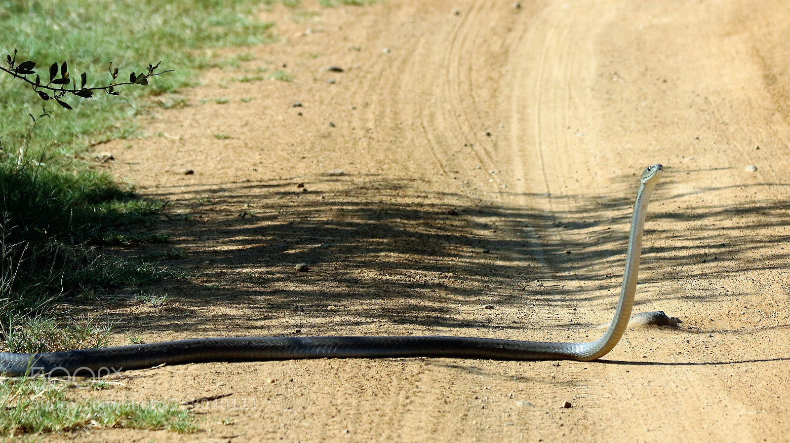 Canon EOS 7D Mark II sample photo. Black mamba photography