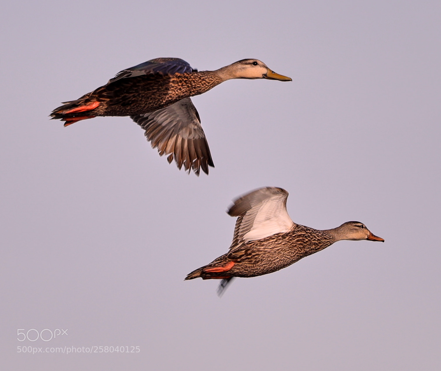 Canon EOS-1D X Mark II sample photo. 05-15-18-0017758.jpg photography