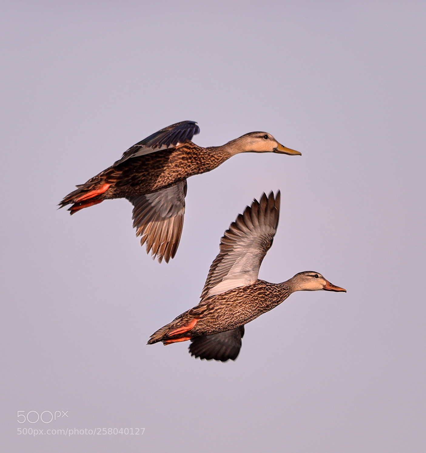 Canon EOS-1D X Mark II sample photo. 05-15-18-0017757.jpg photography