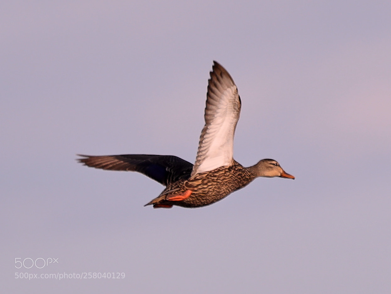 Canon EOS-1D X Mark II sample photo. 05-15-18-0017756.jpg photography