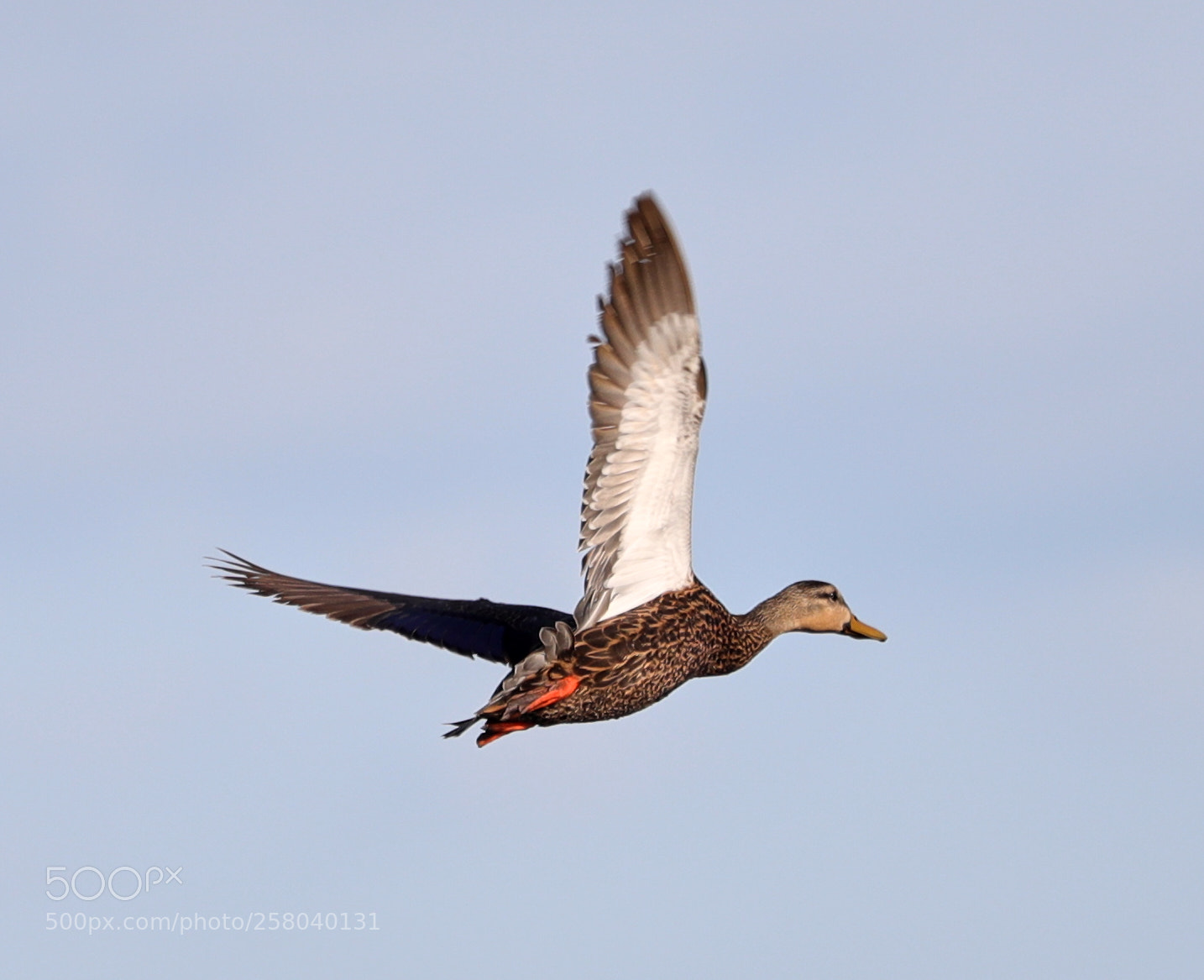 Canon EOS-1D X Mark II sample photo. 05-15-18-0017755 1.jpg photography