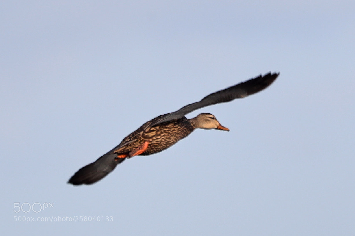 Canon EOS-1D X Mark II sample photo. 05-15-18-0017755 2.jpg photography