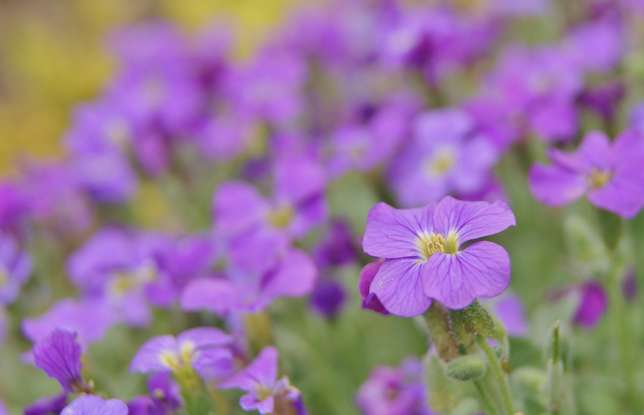 Sony Alpha DSLR-A380 sample photo. Spring joy :-) photography