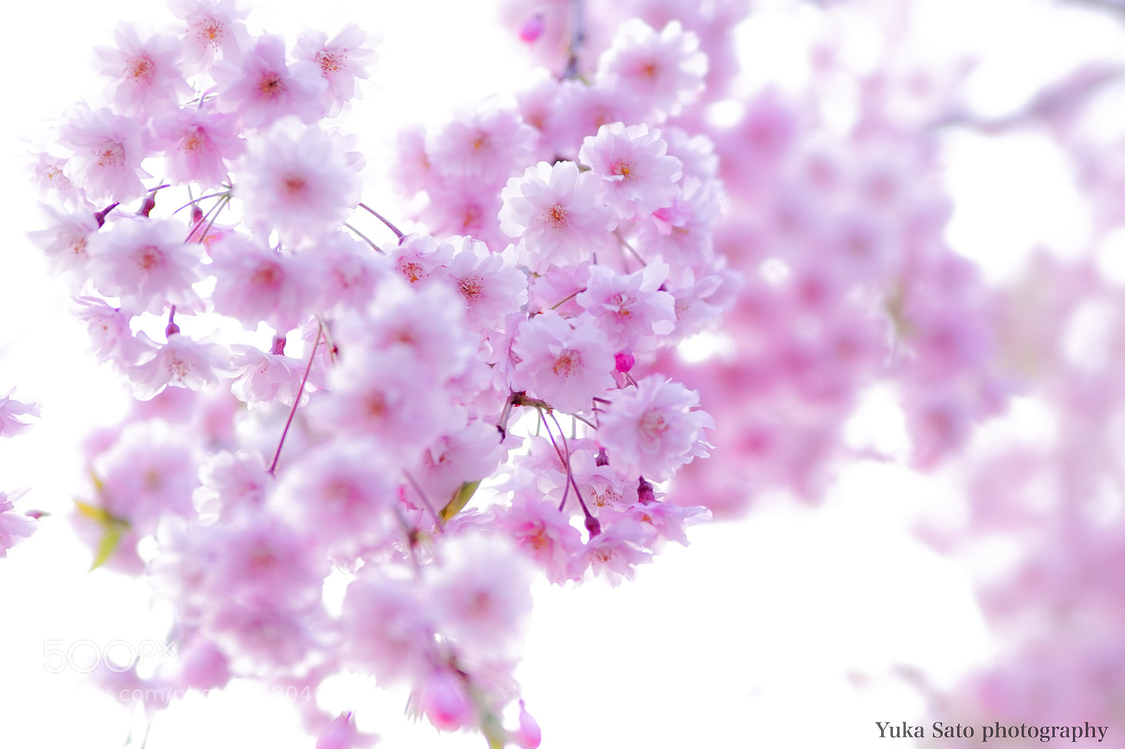 Sony a7R sample photo. Weeping cherry tree photography