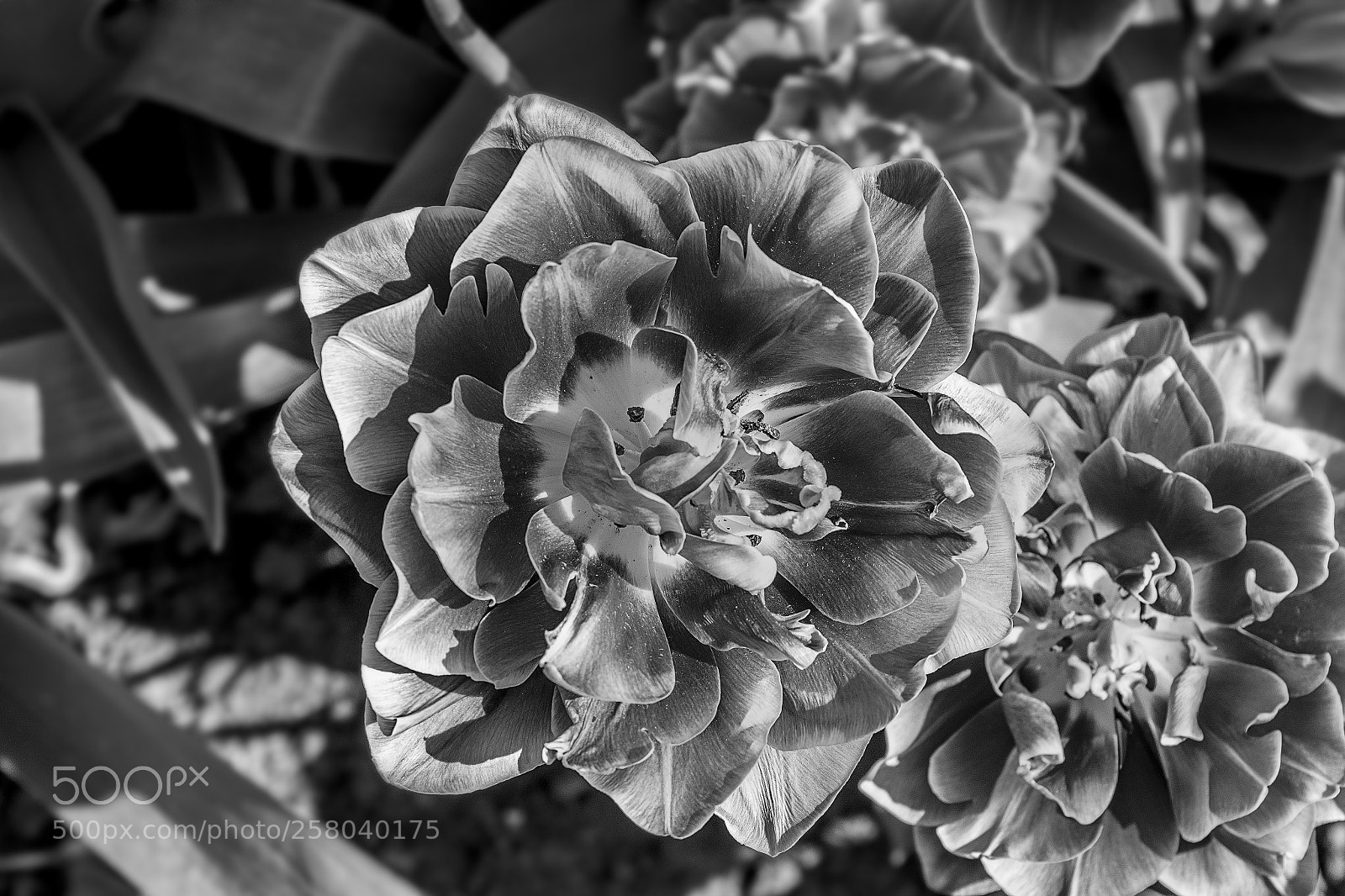 Canon EOS 7D Mark II sample photo. Flower photography