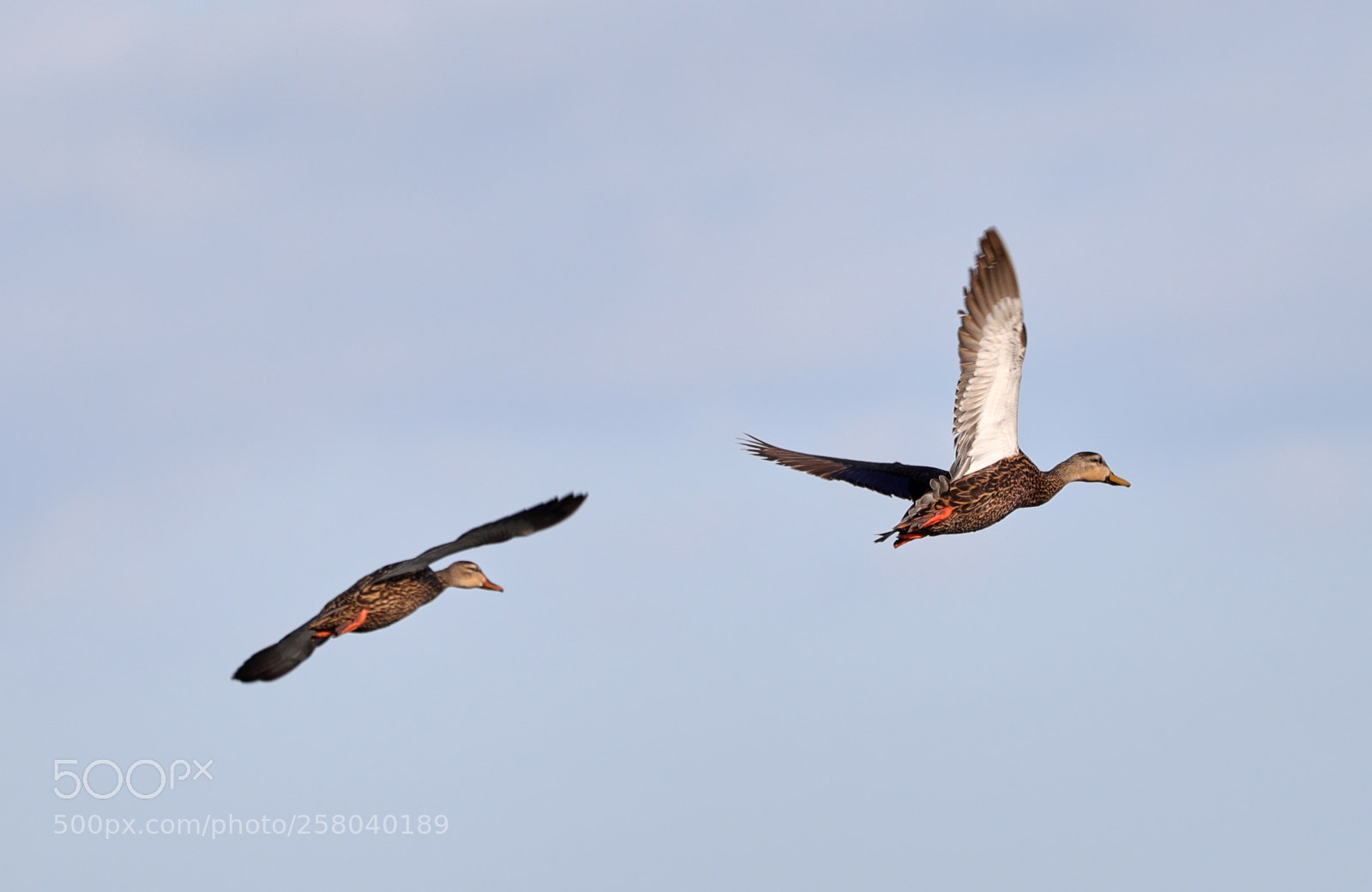 Canon EOS-1D X Mark II sample photo. 05-15-18-0017755.jpg photography