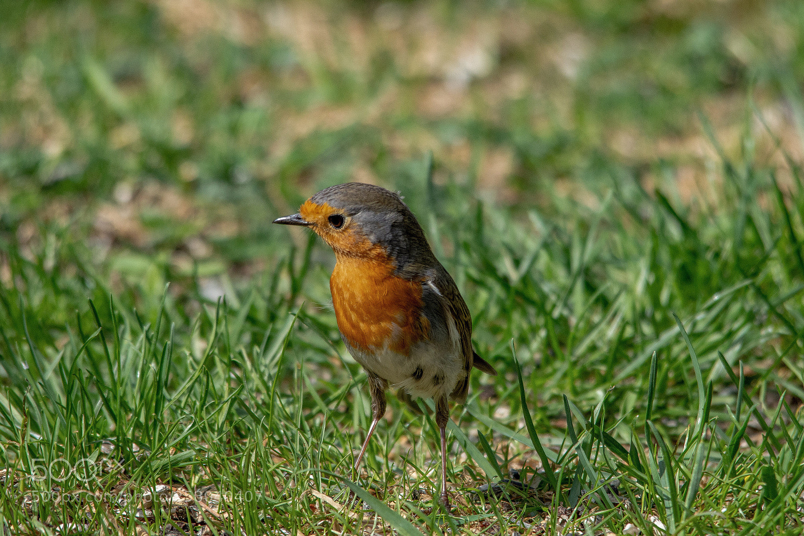Nikon D7200 sample photo. Robin photography