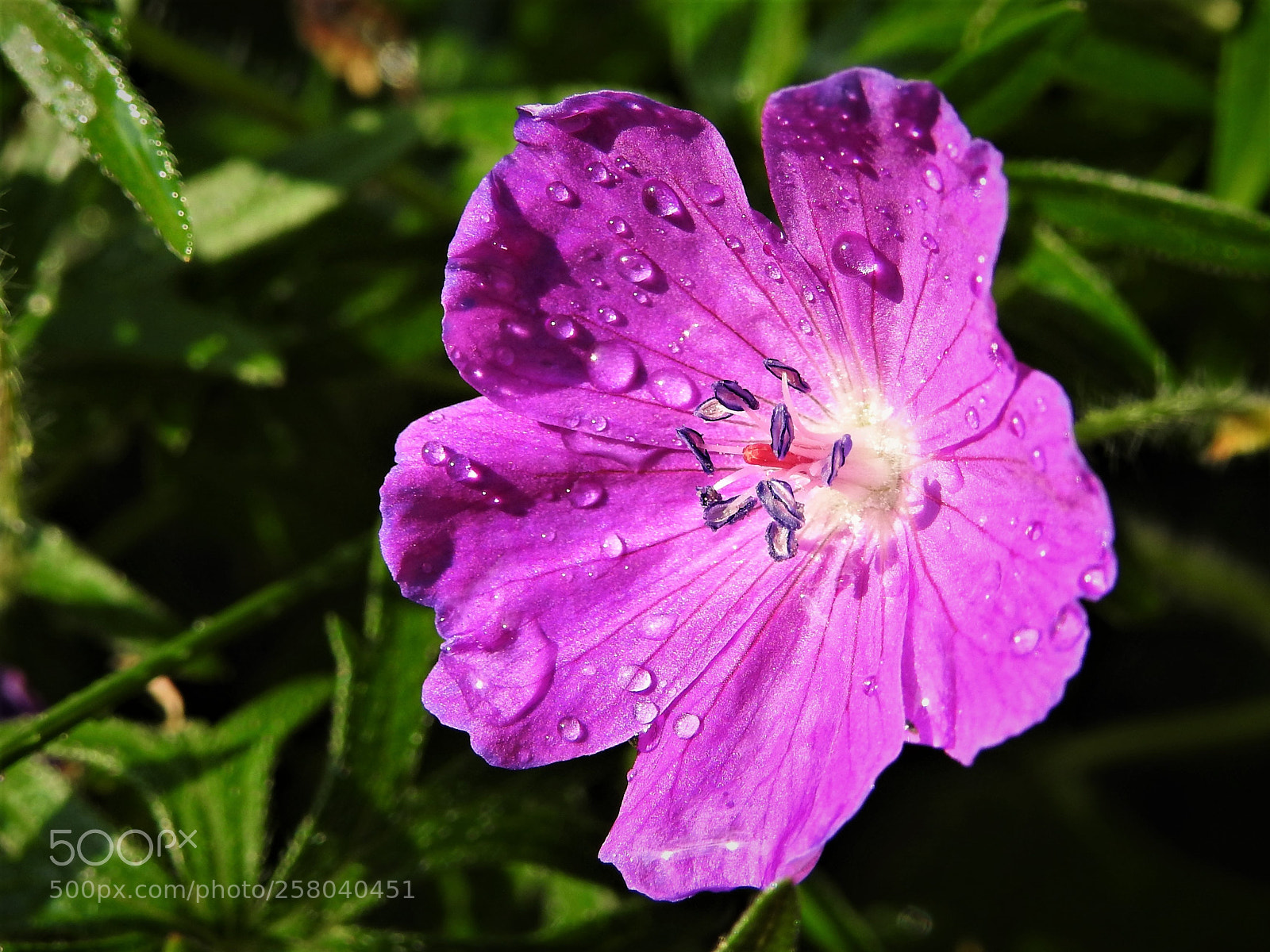 Nikon Coolpix P900 sample photo. Drops on a flower... photography
