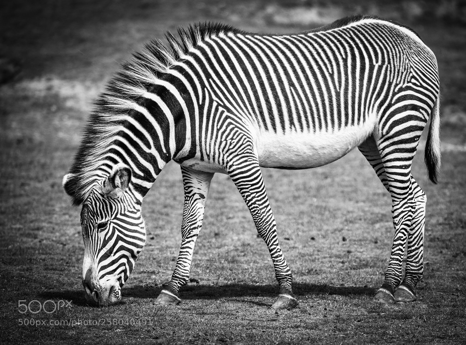 Nikon D850 sample photo. Zebra at the yorkshire photography