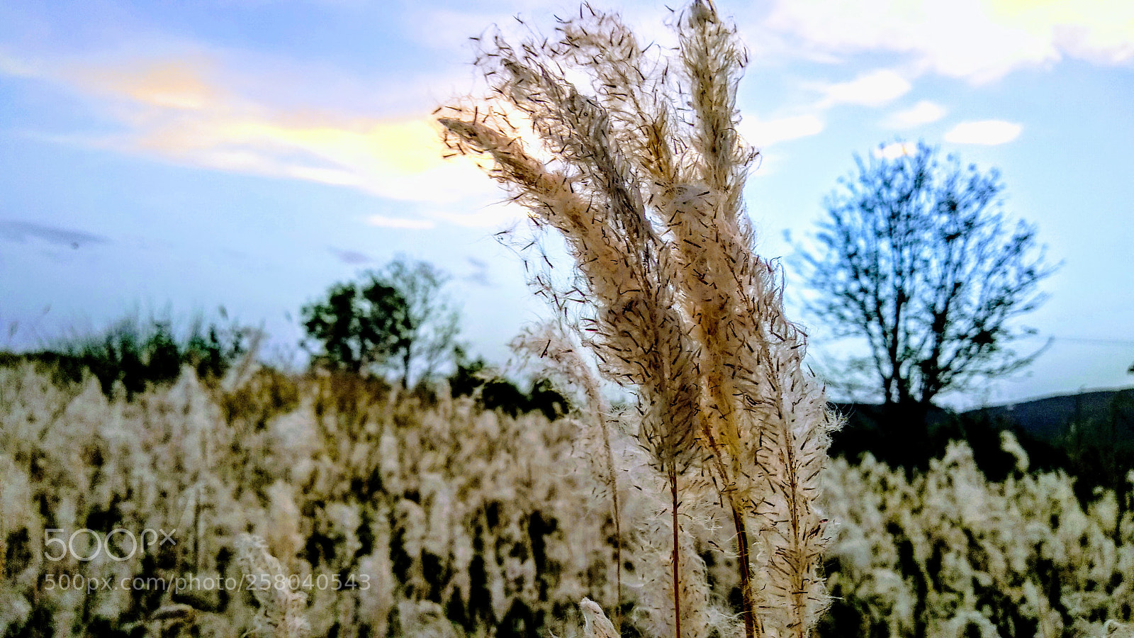 Xiaomi Mi A1 sample photo. Untitled photography