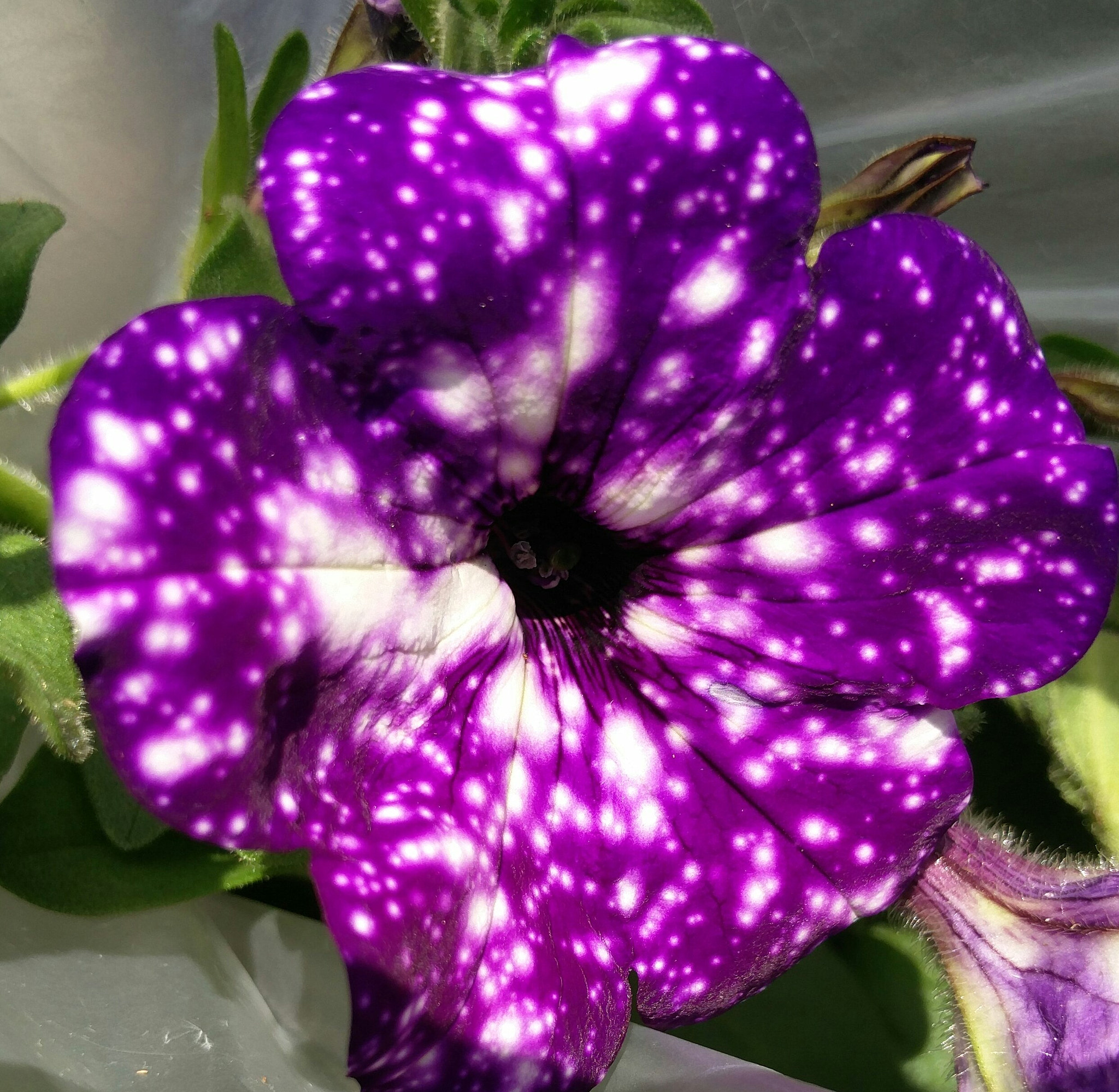 OnePlus 2 sample photo. Petunia. pringi. estonia photography