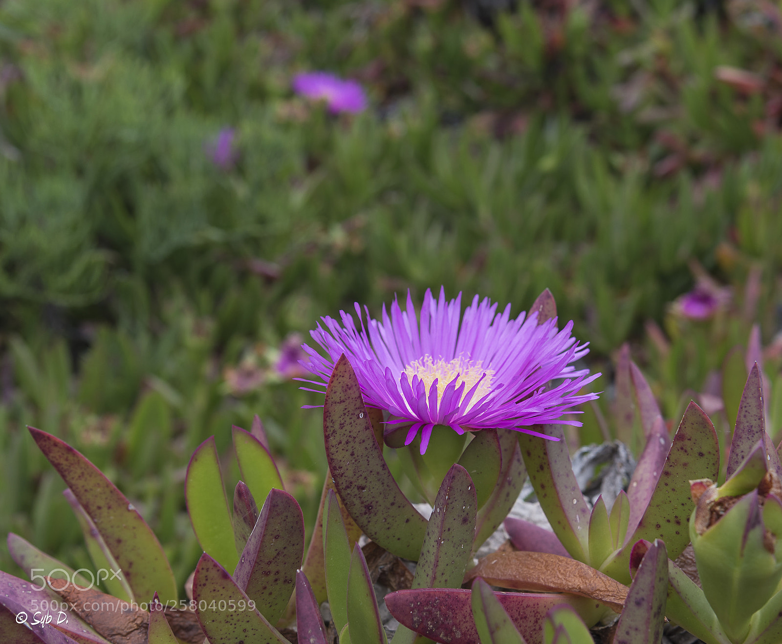 Nikon D750 sample photo. Griffes de sorci re photography