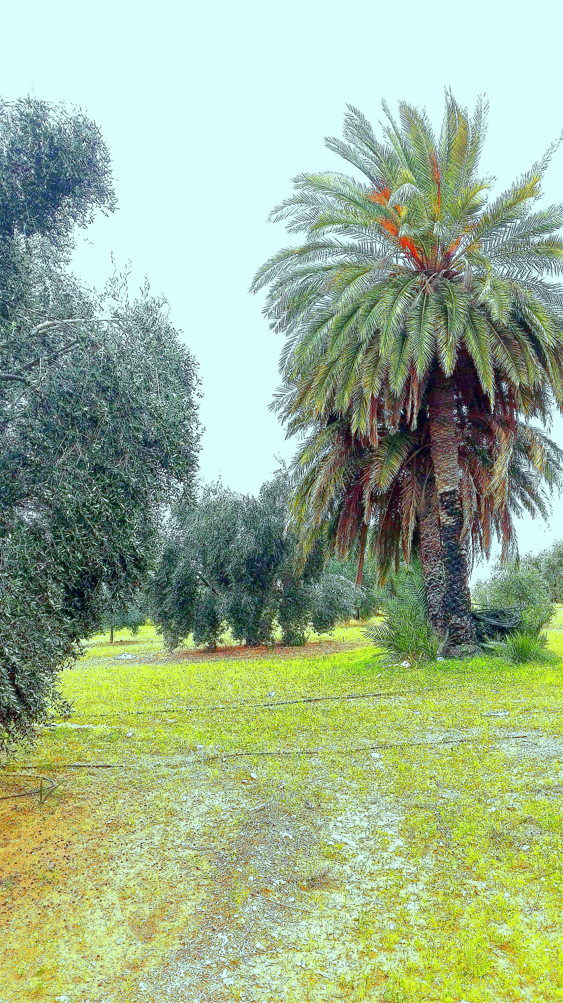 HUAWEI Y6II sample photo