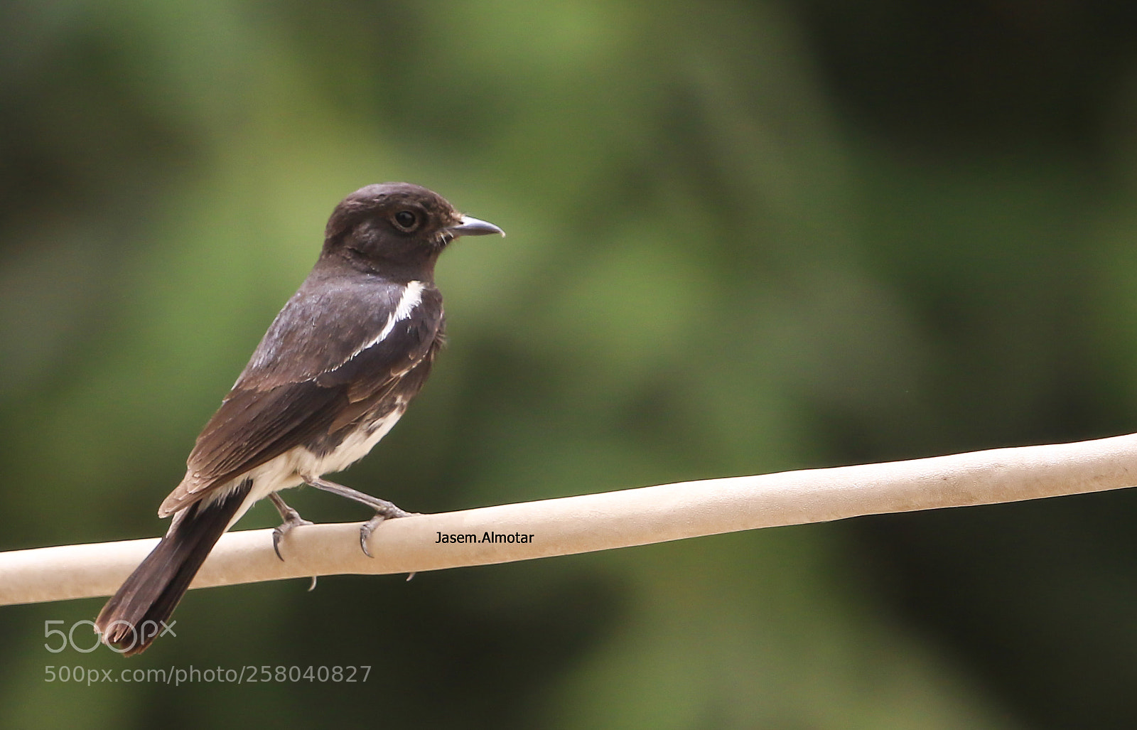 Canon EOS 7D Mark II sample photo. Pied bush chat photography